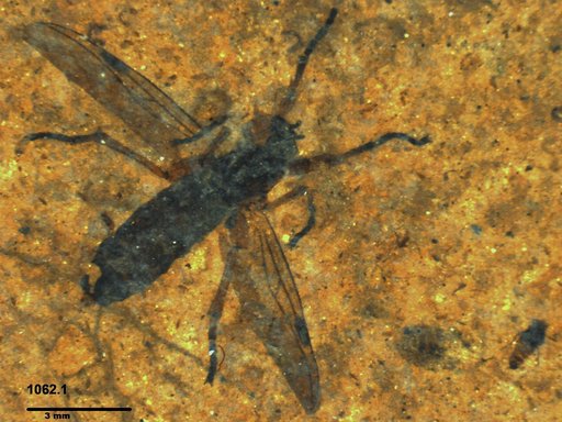 Genus sp