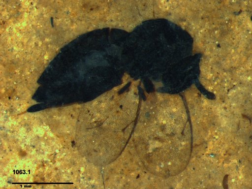 Genus sp