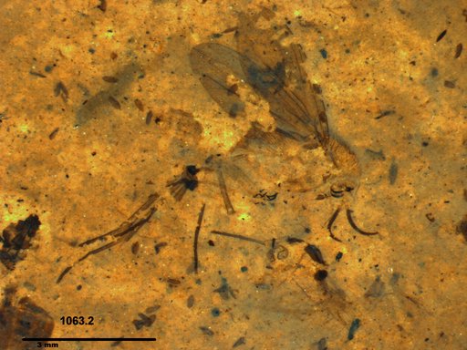 Diptera