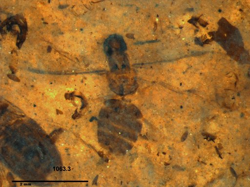 Formicidae