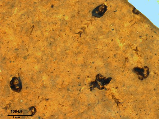 Chaoboridae