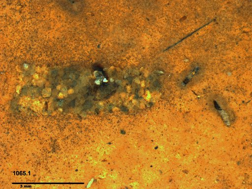 Genus sp