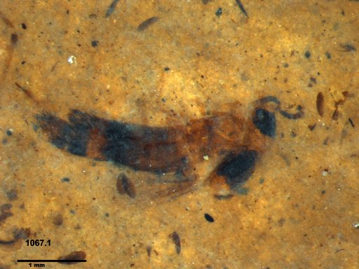 Genus sp