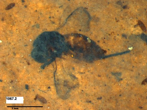 Genus sp