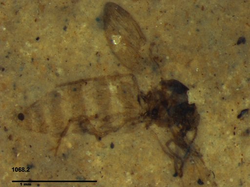 Diptera