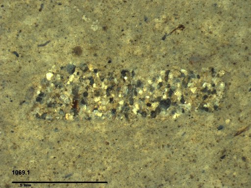 Genus sp