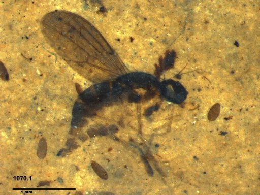Diptera