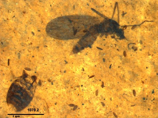 Diptera