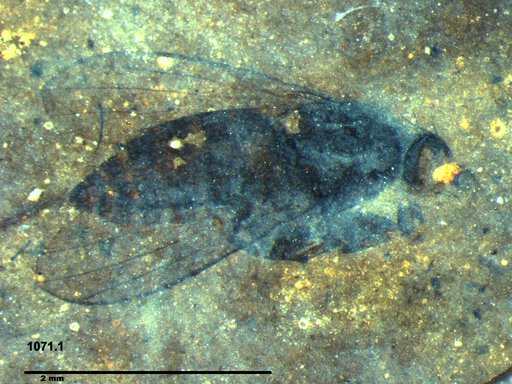 Diptera