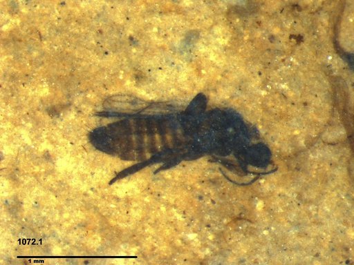 Genus sp