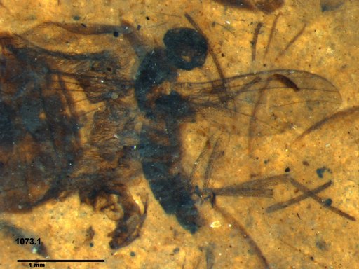 Diptera