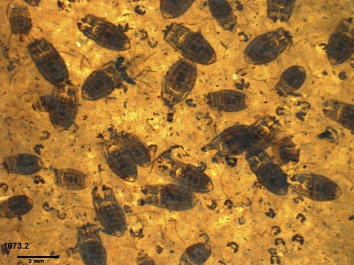Corixidae