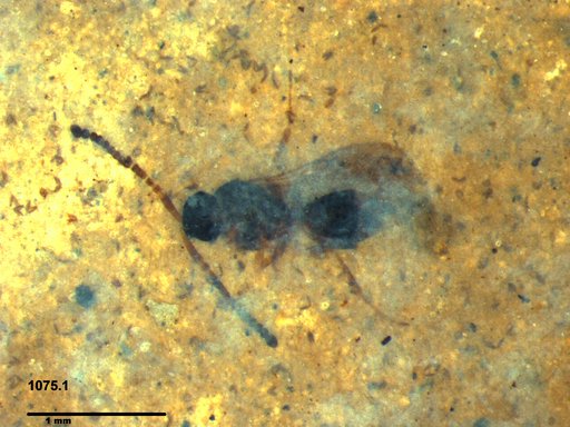 Diapriidae