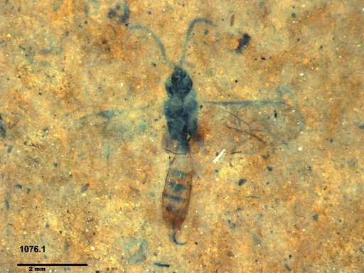 Ichneumonidae