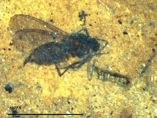Diptera