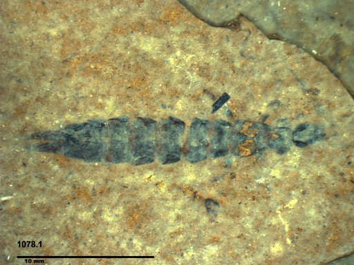 Insecta