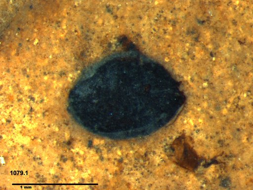 Tracheophyta