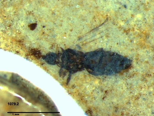 Genus sp