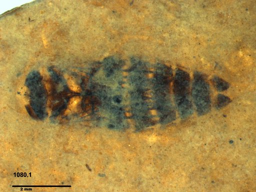 Corixidae