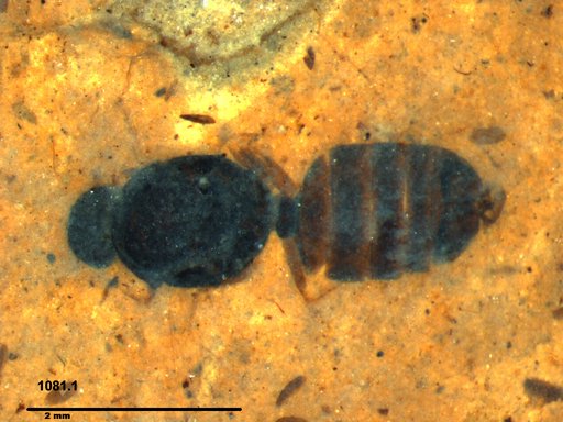 Formicidae