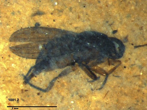 Diptera