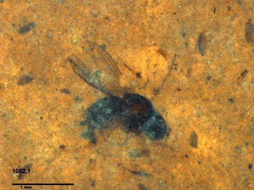 Chaoboridae