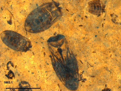 Corixidae