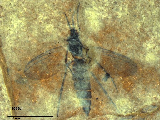 Diptera