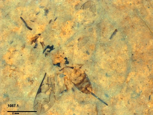 Braconidae