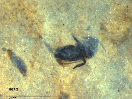 Genus sp