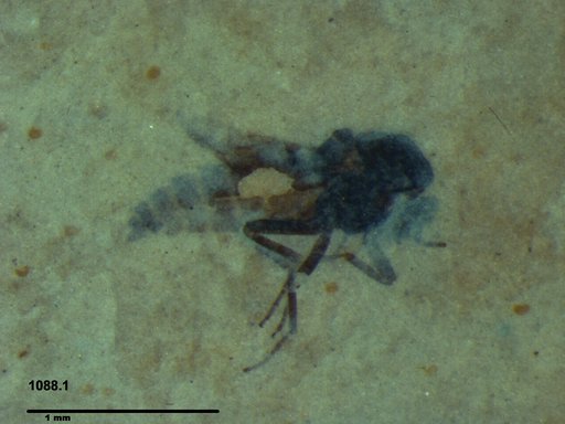 Diptera