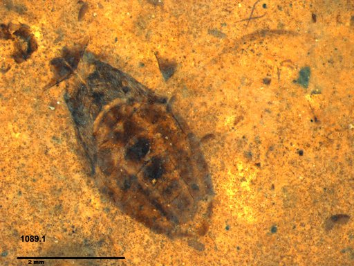 Corixidae