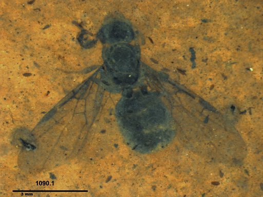Formicidae