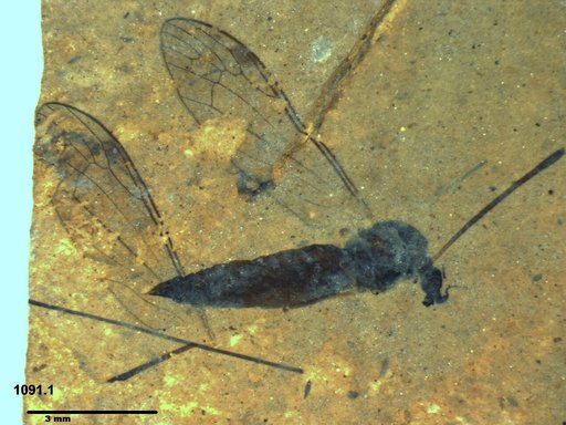 Diptera