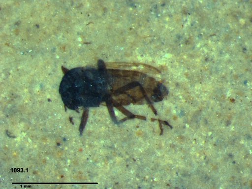 Diptera