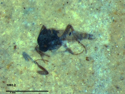Simuliidae