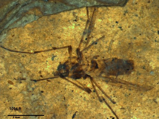 Diptera