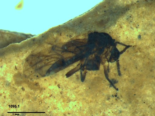 Aphididae