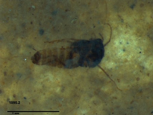 Diptera