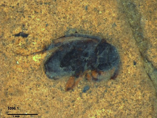Genus sp