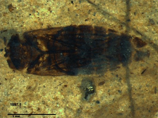 Corixidae