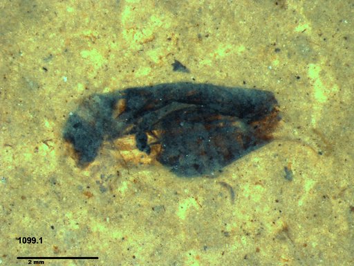 Corixidae