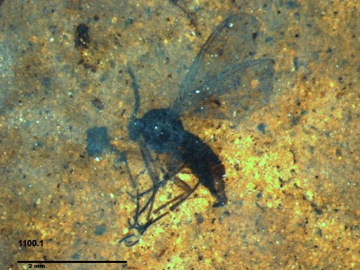 Diptera