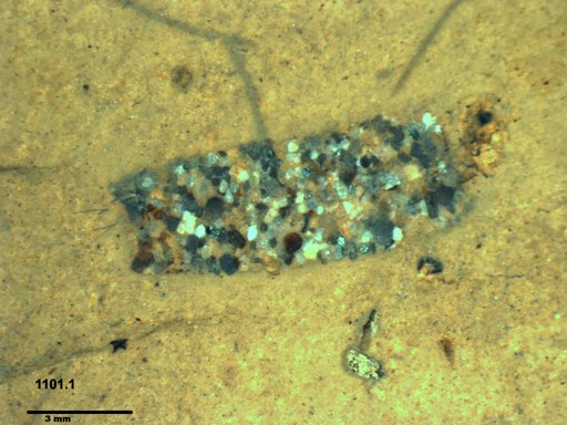 Genus sp