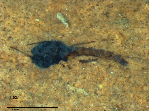 Diptera