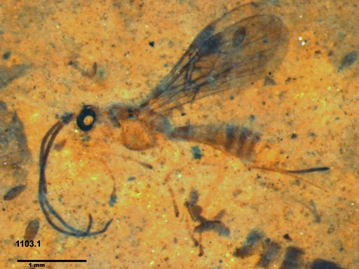 Braconidae