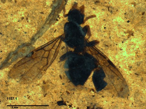 Formicidae