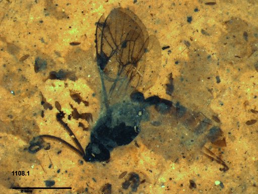 Ichneumonidae