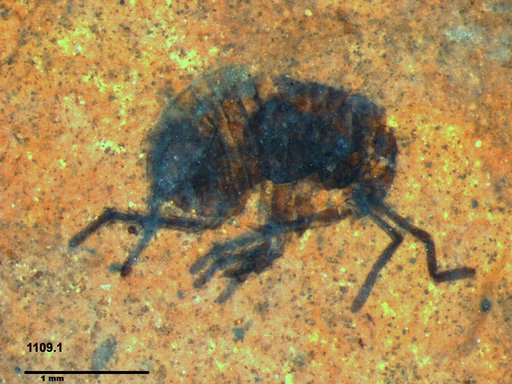 Genus sp