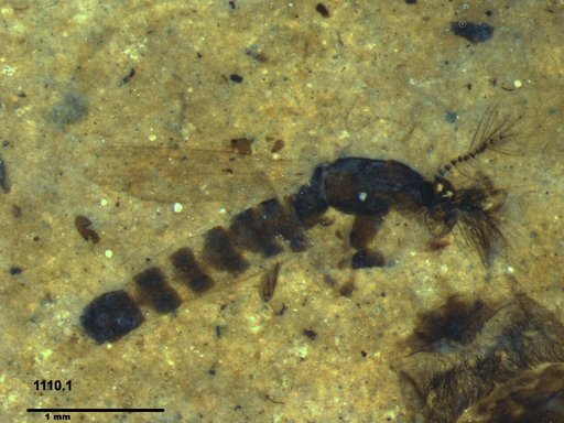 Chaoboridae